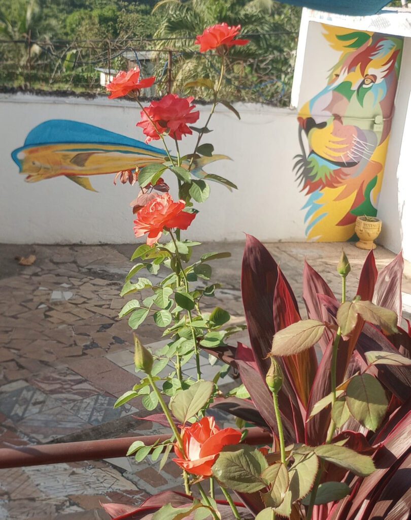 garden area inside SS Unity Club restaurant in Linstead St. Catherine Jamaica”