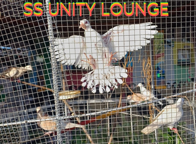 birds at SS Unity Club restaurant and lounge in Linstead St. Catherine Jamaica”